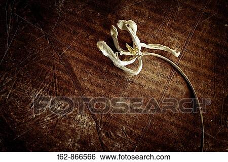 Stock Photograph - Dried flower on an old book Don Quijote de la Mancha Still Life. Fotosearch