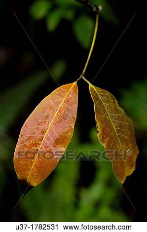 Dried leaves. Image taken at Kampung Satau, Singai, Sarawak, Malaysia. View Large Photo Image Stock Image - Dried leaves. Image taken at Kampung Satau, Singai, Sarawak, Malaysia.. Fotosearch