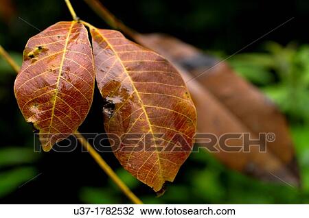 Dried leaves. Image taken at Kampung Satau, Singai, Sarawak, Malaysia. View Large Photo Image Stock Image - Dried leaves. Image taken at Kampung Satau, Singai, Sarawak, Malaysia.. Fotosearch