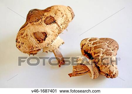Dried parasol mushroom, Macrolepiota procera Large mushroom that resembles a lady's parasol View Large Photo Image Stock Image - Dried parasol mushroom, Macrolepiota procera Large mushroom that resembles a lady's parasol. Fotosearch