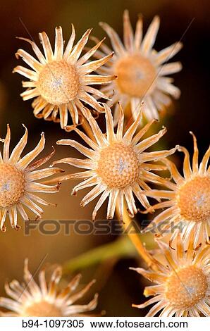 Dried plant (fam. Compositae). Osseja, Languedoc-Roussillon, Pyr? n? es-Orientales, France View Large Photo Image Stock Photography - Dried plant (fam. Compositae). Osseja, Languedoc-Roussillon, Pyr? n? es-Orientales, France. Fotosearch