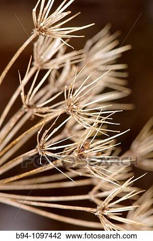 Dried plant (fam. Umbelliferae). Osseja, Languedoc-Roussillon, Pyr? n? es-Orientales, France View Large Photo Image Stock Image - Dried plant (fam. Umbelliferae). Osseja, Languedoc-Roussillon, Pyr? n? es-Orientales, France. Fotosearch
