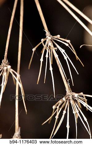 Dried plant (fam. Umbelliferae). Osseja, Languedoc-Roussillon, Pyr? n? es-Orientales, France View Large Photo Image Stock Image - Dried plant (fam. Umbelliferae). Osseja, Languedoc-Roussillon, Pyr? n? es-Orientales, France. Fotosearch