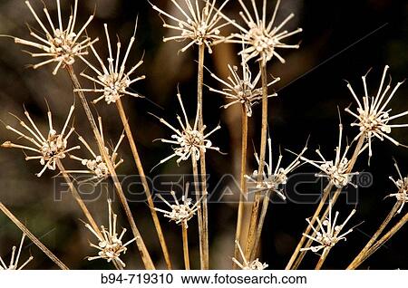 Dried plant (fam. Umbelliferae). Osseja, Languedoc-Roussillon, Pyr? n? es-Orientales, France View Large Photo Image Stock Image - Dried plant (fam. Umbelliferae). Osseja, Languedoc-Roussillon, Pyr? n? es-Orientales, France. Fotosearch