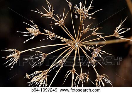 Dried plant (fam. Umbelliferae). Osseja, Languedoc-Roussillon, Pyr? n? es-Orientales, France View Large Photo Image Stock Photo - Dried plant (fam. Umbelliferae). Osseja, Languedoc-Roussillon, Pyr? n? es-Orientales, France. Fotosearch