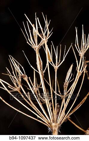 Dried plant (fam. Umbelliferae). Osseja, Languedoc-Roussillon, Pyr? n? es-Orientales, France View Large Photo Image Stock Photo - Dried plant (fam. Umbelliferae). Osseja, Languedoc-Roussillon, Pyr? n? es-Orientales, France. Fotosearch