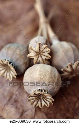 Stock Image - Dried poppy heads. Fotosearch