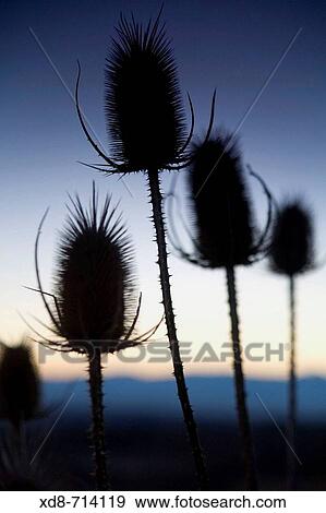 Dried thistles (Dipsacus fullonum) at sunset View Large Photo Image Stock Photo - Dried thistles (Dipsacus fullonum) at sunset. Fotosearch