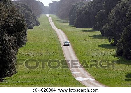 Drive through Holkham Park. Norfolk. UK View Large Photo Image Picture - Drive through Holkham Park. Norfolk. UK. Fotosearch