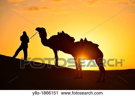 Dromedaries in the dunes at Douz, South of Tunisia View Large Photo Image Stock Image - Dromedaries in the dunes at Douz, South of Tunisia. Fotosearch
