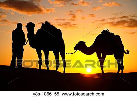Stock Photography - Dromedaries in the dunes at Douz, South of Tunisia. Fotosearch