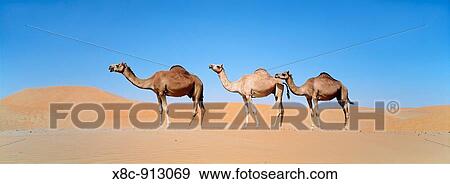Dromedary camel Camelus dromedarius in the Rub al-Khali, United Arab Emirates, Middle East, Asia, Arabia, February 2001 View Large Photo Image Stock Photo - Dromedary camel Camelus dromedarius in the Rub al-Khali, United Arab Emirates, Middle East, Asia, Arabia, February 2001. Fotosearch