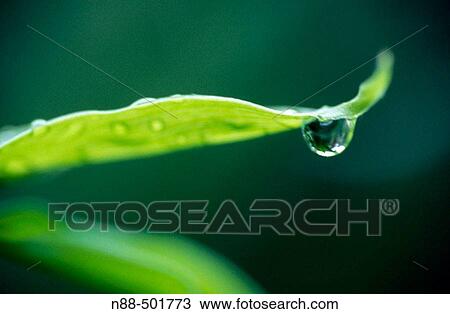 Stock Image - Drop on leaf. Fotosearch