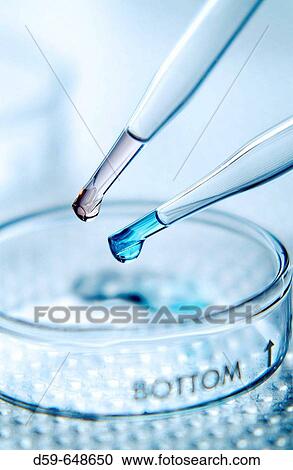 Drops about to fall in petri dish View Large Photo Image Stock Image - Drops about to fall in petri dish. Fotosearch