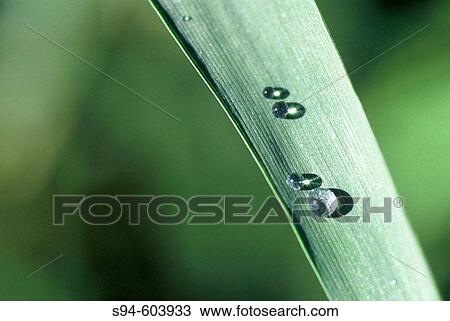 Drops in a green leaf in Valencia del Sil, Orense, Spain View Large Photo Image Stock Image - Drops in a green leaf in Valencia del Sil, Orense, Spain. Fotosearch