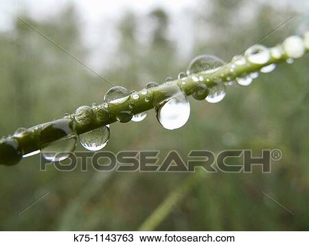 Drops of water on blade of grass View Large Photo Image Stock Image - Drops of water on blade of grass. Fotosearch