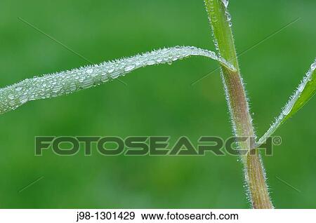 Drops of water on grass, close up Bavaria, Germany, Europe View Large Photo Image Stock Photo - Drops of water on grass, close up Bavaria, Germany, Europe. Fotosearch