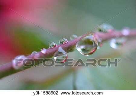 Drops on a rose stem after rain close-up View Large Photo Image Stock Image - Drops on a rose stem after rain close-up. Fotosearch