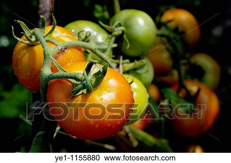 Drops on immature red and green tomato after a rain shower. View Large Photo Image Stock Image - Drops on immature red and green tomato after a rain shower.. Fotosearch