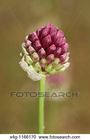 Drumstick Allium Allium sphaerocephalum View Large Photo Image Stock Image - Drumstick Allium Allium sphaerocephalum. Fotosearch