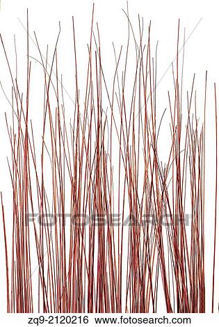 Dry branches View Large Photo Image Stock Photograph - Dry branches. Fotosearch