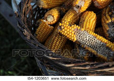 Dry corn View Large Photo Image Stock Image - Dry corn. Fotosearch