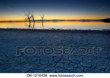 Stock Photo - Dry cracked mud shoreline and barren trees in evening light at the Salton Sea, Imperial Valley, California. Fotosearch