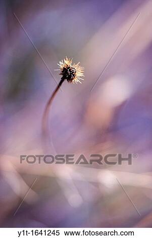 dry flower in nature View Large Photo Image Stock Photography - dry flower in nature. Fotosearch