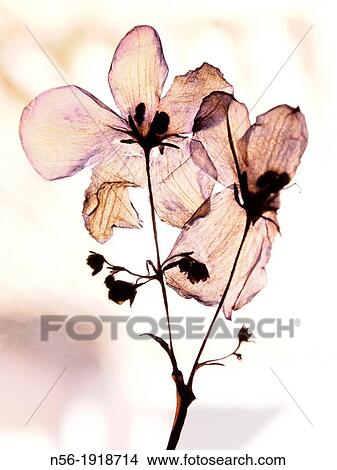Dry flowers View Large Photo Image Picture - Dry flowers. Fotosearch