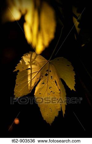 Dry leaf in summer View Large Photo Image Stock Photograph - Dry leaf in summer. Fotosearch