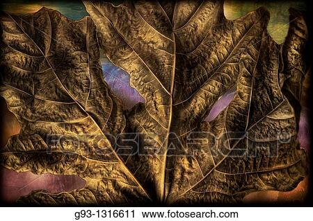 Stock Image - Dry leaf showing texture. Fotosearch