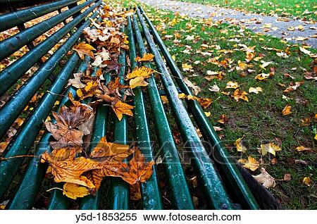 dry leaves covering empty bench in park de Bude, Petit Saconnex, Geneva, Switzerland, autumn scene View Large Photo Image Stock Photography - dry leaves covering empty bench in park de Bude, Petit Saconnex, Geneva, Switzerland, autumn scene. Fotosearch