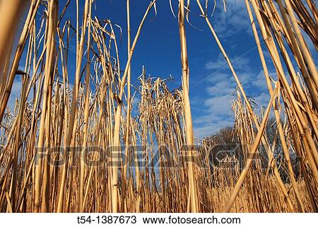 Stock Image - Dry Reed. Fotosearch
