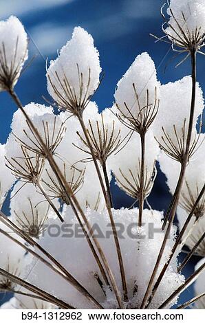 Dry Umbelliferae plants with snow. Osseja. Languedoc Roussillon. Pyr? n? es Orientales. France View Large Photo Image Stock Image - Dry Umbelliferae plants with snow. Osseja. Languedoc Roussillon. Pyr? n? es Orientales. France. Fotosearch