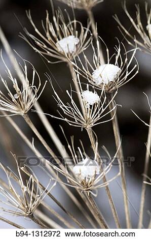 Dry Umbelliferae plants with snow. Osseja. Languedoc Roussillon. Pyr? n? es Orientales. France View Large Photo Image Stock Image - Dry Umbelliferae plants with snow. Osseja. Languedoc Roussillon. Pyr? n? es Orientales. France. Fotosearch