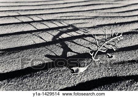 Picture - Dry wild carrot plant on the Almard? beach, Val? ncia. Fotosearch