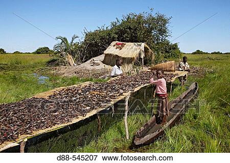 Drying fish. Bangweuleu marshes. Zambia. View Large Photo Image Stock Photo - Drying fish. Bangweuleu marshes. Zambia.. Fotosearch