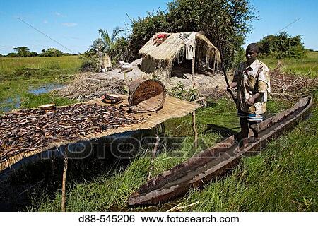 Stock Photograph - Drying fish. Bangweuleu marshes. Zambia.. Fotosearch