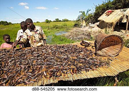 Drying fish. Bangweuleu marshes. Zambia. View Large Photo Image Stock Photography - Drying fish. Bangweuleu marshes. Zambia.. Fotosearch