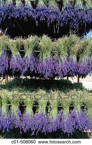 Drying lavender bunches. Provence. France. View Large Photo Image Stock Image - Drying lavender bunches. Provence. France.. Fotosearch