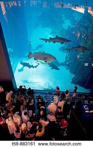 Stock Image - Dubai Mall Aquarium. Fotosearch