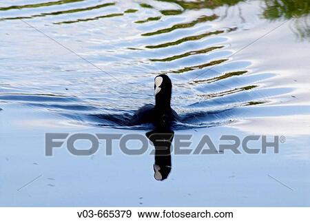 Duck at Keukenhof park. The Netherlands View Large Photo Image Stock Photo - Duck at Keukenhof park. The Netherlands. Fotosearch