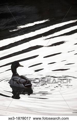 Duck, Tajo River, Toledo, Spain View Large Photo Image Stock Photo - Duck, Tajo River, Toledo, Spain. Fotosearch