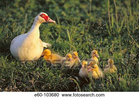 Stock Image - Duck with ducklings. Fotosearch