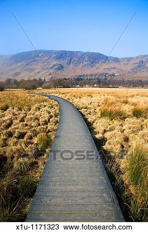 Stock Image - Duckboard path across Borrowdale Valley Cumbria England. Fotosearch