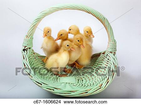 Duckling & Flowers View Large Photo Image Picture - Duckling & Flowers. Fotosearch