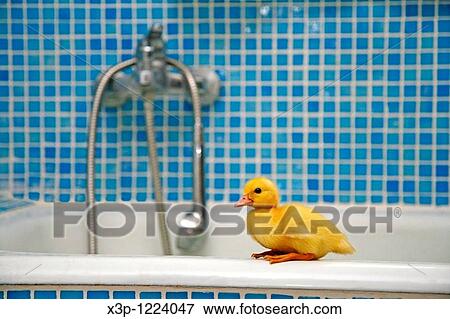 Duckling in a bathroom View Large Photo Image Stock Photo - Duckling in a bathroom. Fotosearch