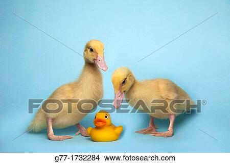 Duckling with a rubber duck View Large Photo Image Picture - Duckling with a rubber duck. Fotosearch