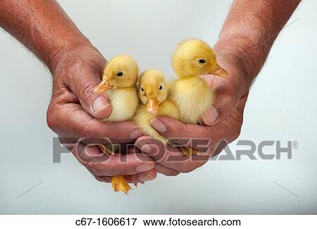 Ducklings in farmers hands View Large Photo Image Stock Photo - Ducklings in farmers hands. Fotosearch