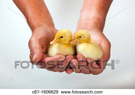 Ducklings in farmers hands View Large Photo Image Stock Photo - Ducklings in farmers hands. Fotosearch